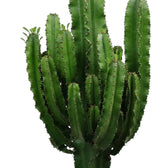 Gerippter grüner Trieb mit paarweise stehenden Dornen von Euphorbia abyssinica