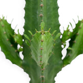 Gerippter grüner Trieb mit paarweise stehenden Dornen von Euphorbia abyssinica