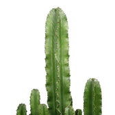 Gerippter grüner Trieb mit paarweise stehenden Dornen von Euphorbia abyssinica