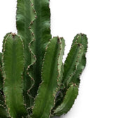 Euphorbia abyssinica (erythraeae-Form) mit dicht stehenden Seitentrieben und Dornen an den grünen Rippen