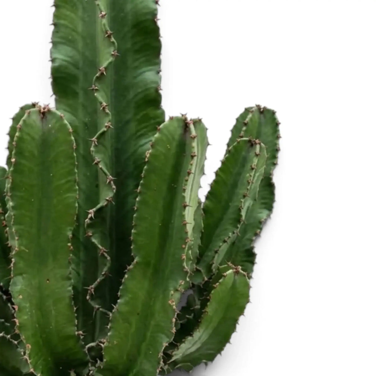 Euphorbia abyssinica (erythraeae-Form) mit dicht stehenden Seitentrieben und Dornen an den grünen Rippen