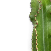 Nahaufnahme von Euphorbia abyssinica (erythraeae-Form) mit paarweise angeordneten Dornen an einem gerippten Trieb