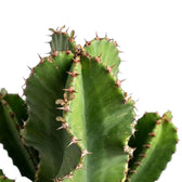 Oberer Bereich von Euphorbia abyssinica (erythraeae-Form) mit kantigen grünen Trieben und kurzen braunen Dornen