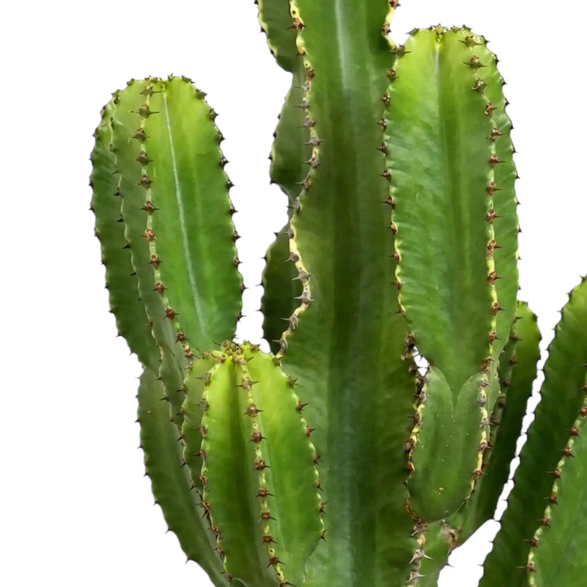 Tall ribbed green stems and side branches of Euphorbia abyssinica (erythraeae form)
