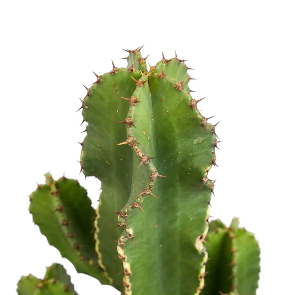 Nahaufnahme einer Triebspitze von Euphorbia abyssinica (erythraeae-Form) mit kurzen Dornen an den Kanten