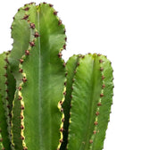 Euphorbia abyssinica (erythraeae-Form) mit hellgrünen Rippen und Reihen kleiner brauner Dornen