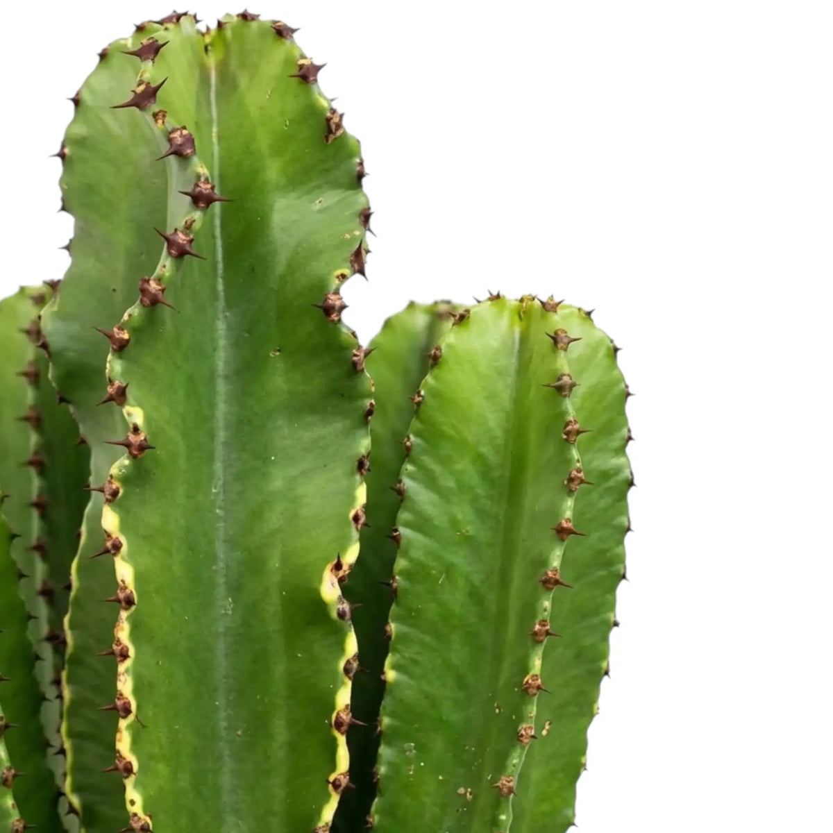 Euphorbia abyssinica (erythraeae-Form) mit hellgrünen Rippen und Reihen kleiner brauner Dornen