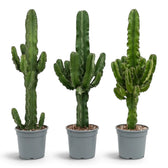 Drei Euphorbia abyssinica (erythraeae-Form) in Töpfen mit aufrechten, verzweigten Trieben