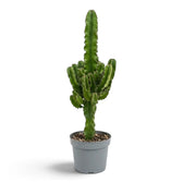 Euphorbia abyssinica (erythraeae-Form) im grauen Kulturtopf mit hohem Haupttrieb und Seitentrieben