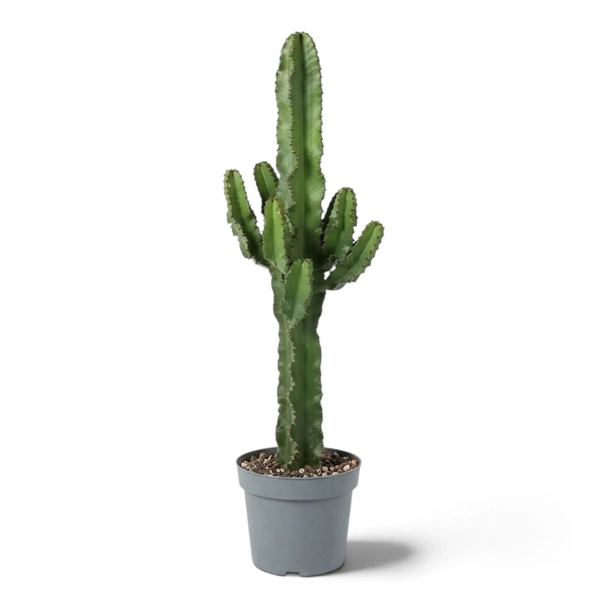 Hohe Euphorbia abyssinica (erythraeae-Form) mit einzelnen aufrechten Seitentrieben am gerippten grünen Stamm