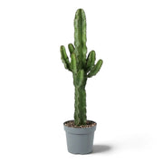 Hohe Euphorbia abyssinica (erythraeae-Form) mit einzelnen aufrechten Seitentrieben am gerippten grünen Stamm