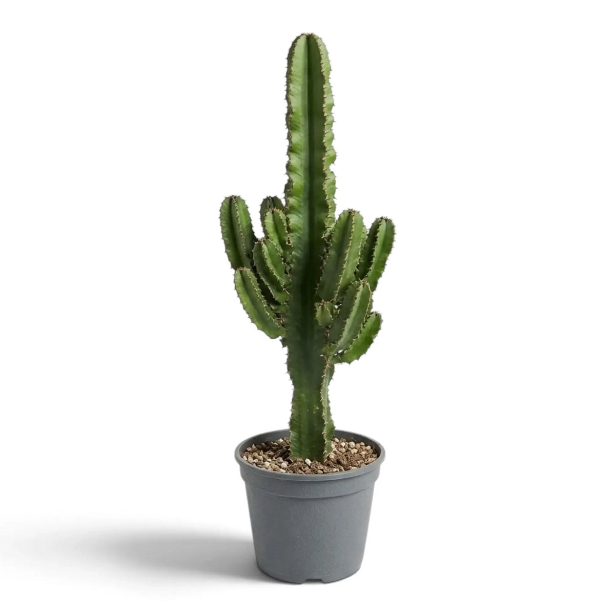 Euphorbia abyssinica (erythraeae-Form) von vorn mit säulenförmigem Mitteltrieb und seitlichen Austrieben