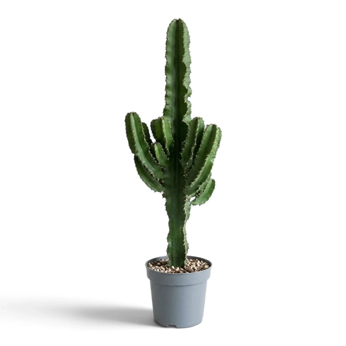 Grüne Euphorbia abyssinica (erythraeae-Form) mit mehreren gerippten Trieben im oberen Stammbereich