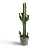 Hohe Euphorbia abyssinica (erythraeae-Form) mit kleinen Seitentrieben oben und am Stammfuß