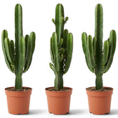 Sehr große Euphorbia abyssinica mit gerippten grünen Trieben und paarweise stehenden Dornen