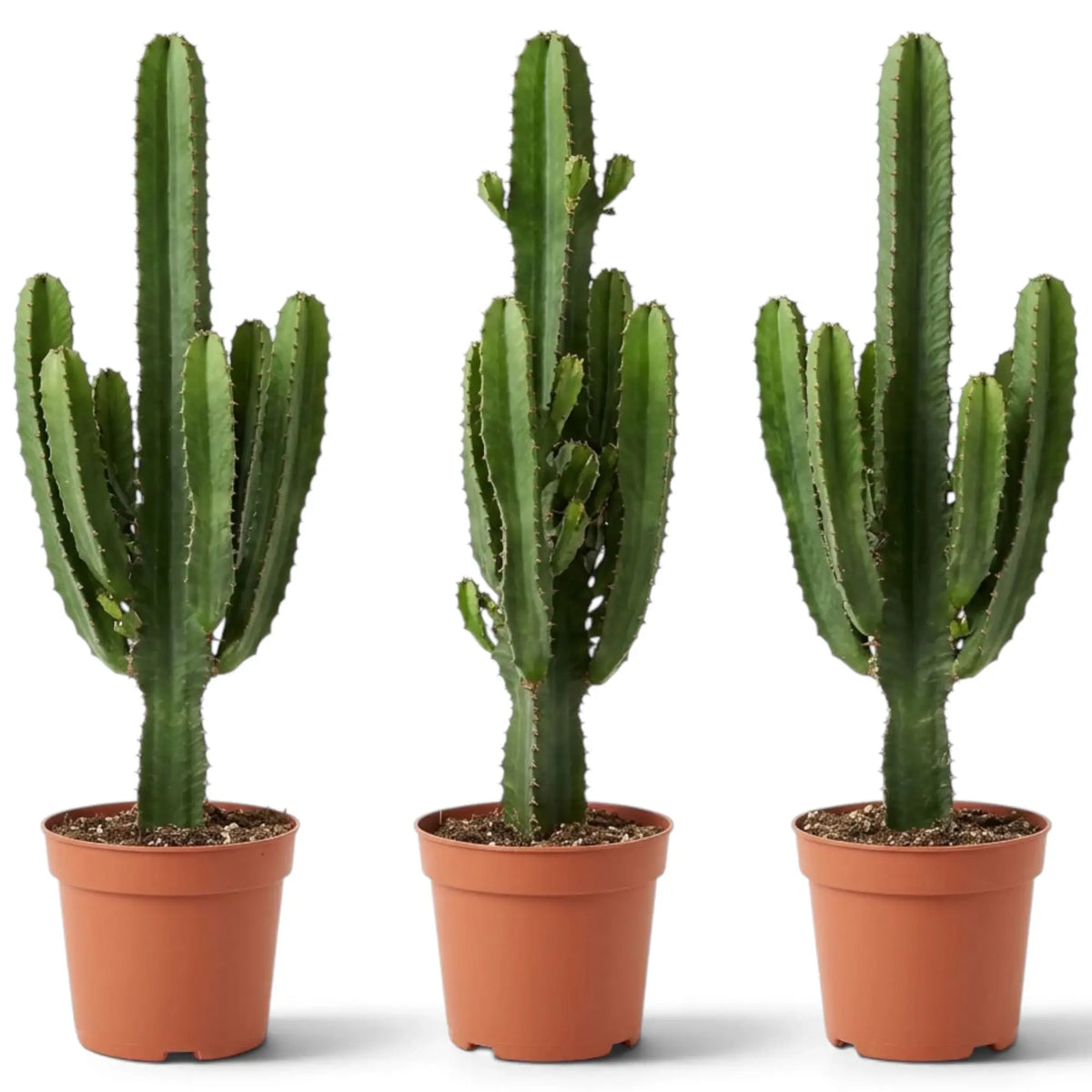 Sehr große Euphorbia abyssinica mit gerippten grünen Trieben und paarweise stehenden Dornen