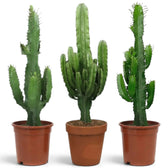 Sehr große Euphorbia abyssinica mit gerippten grünen Trieben und paarweise stehenden Dornen