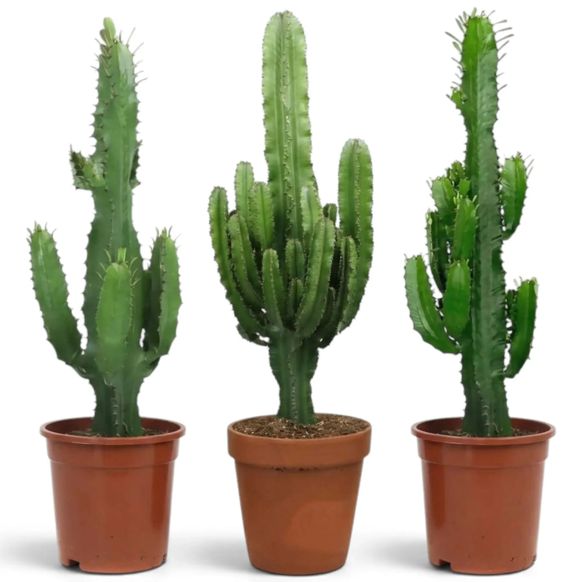 Sehr große Euphorbia abyssinica mit gerippten grünen Trieben und paarweise stehenden Dornen