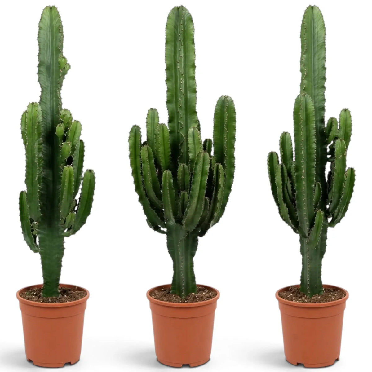 Euphorbia abyssinica | Tree Euphorbia | Foliage Factory