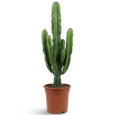 Sehr große Euphorbia abyssinica mit gerippten grünen Trieben und paarweise stehenden Dornen