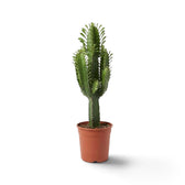 Große Euphorbia abyssinica mit gerippten grünen Trieben und paarweise stehenden Dornen