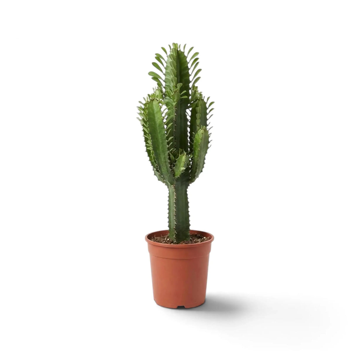 Euphorbia abyssinica | Tree Euphorbia | Foliage Factory