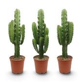 Große Euphorbia abyssinica mit gerippten grünen Trieben und paarweise stehenden Dornen