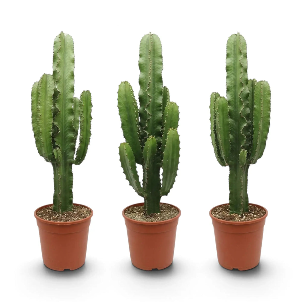 Große Euphorbia abyssinica mit gerippten grünen Trieben und paarweise stehenden Dornen