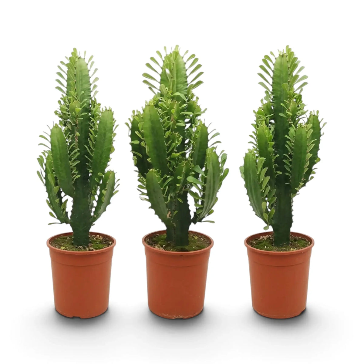 Euphorbia abyssinica | Tree Euphorbia | Foliage Factory