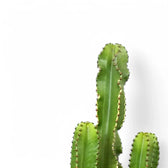 Euphorbia abyssinica var. erythraeae leaf detail on white background.