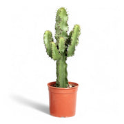 Euphorbia abyssinica var. erythraeae potted plant in nursery pot on white background.