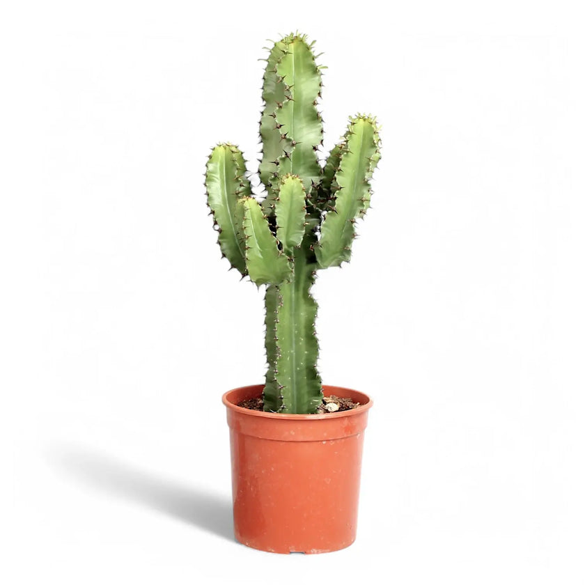 Euphorbia abyssinica var. erythraeae potted plant in nursery pot on white background.