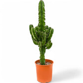 Euphorbia abyssinica var. erythraeae potted plant in nursery pot on white background.