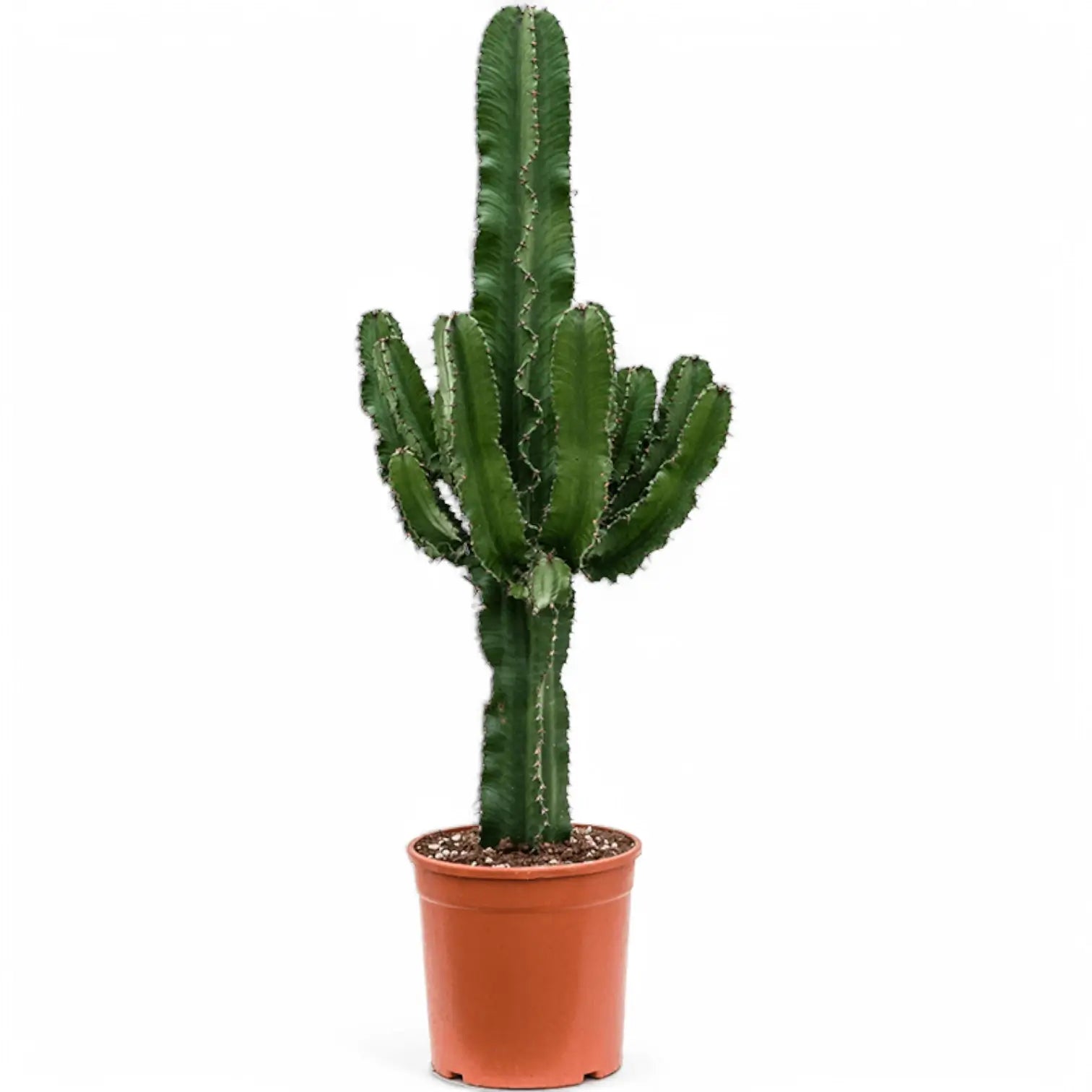 Euphorbia abyssinica var. erythraeae potted plant in nursery pot on white background.
