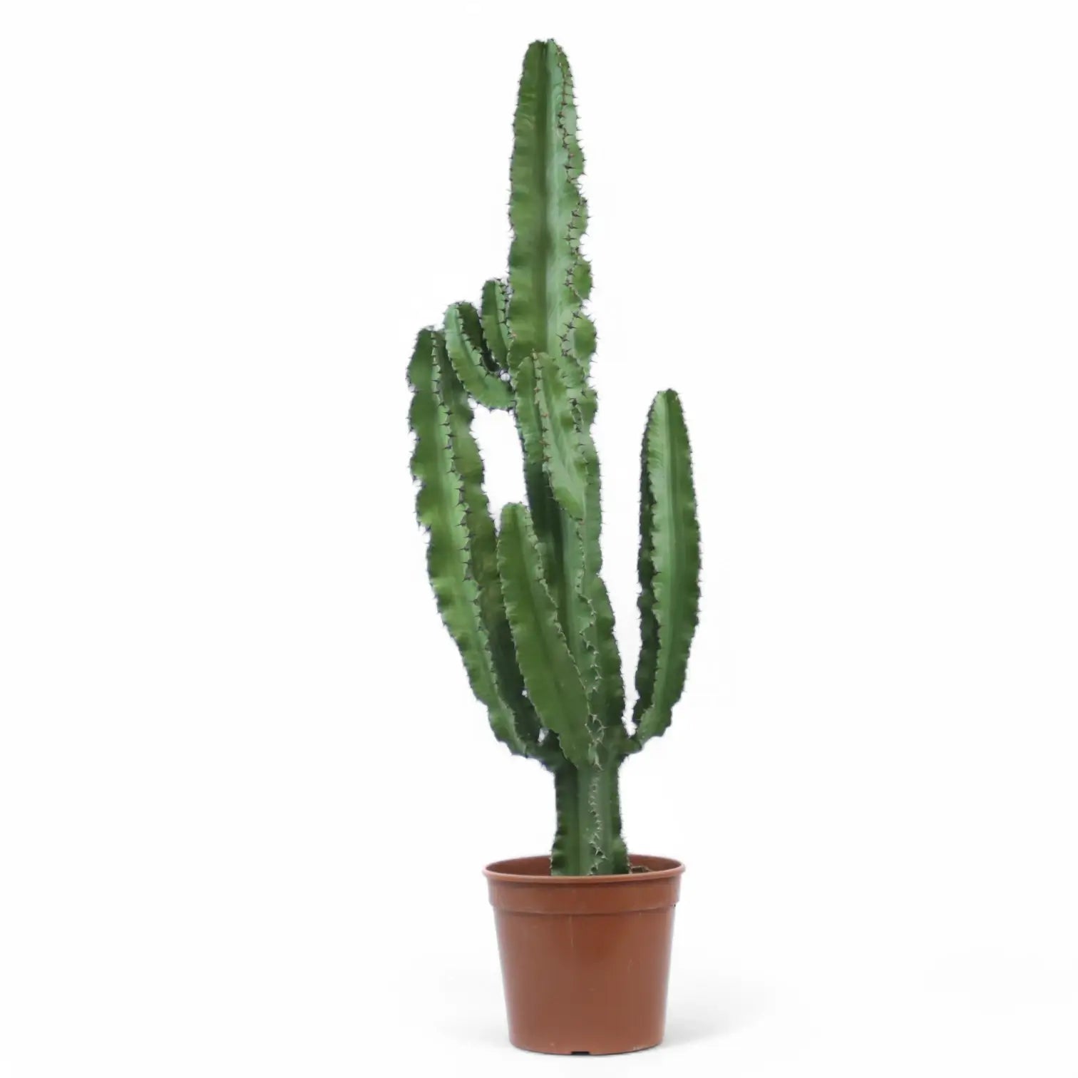 Euphorbia abyssinica var. erythraeae potted plant in nursery pot on white background.