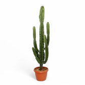 Euphorbia abyssinica var. erythraeae potted plant in nursery pot on white background.