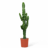 Euphorbia abyssinica var. erythraeae potted plant in nursery pot on white background.