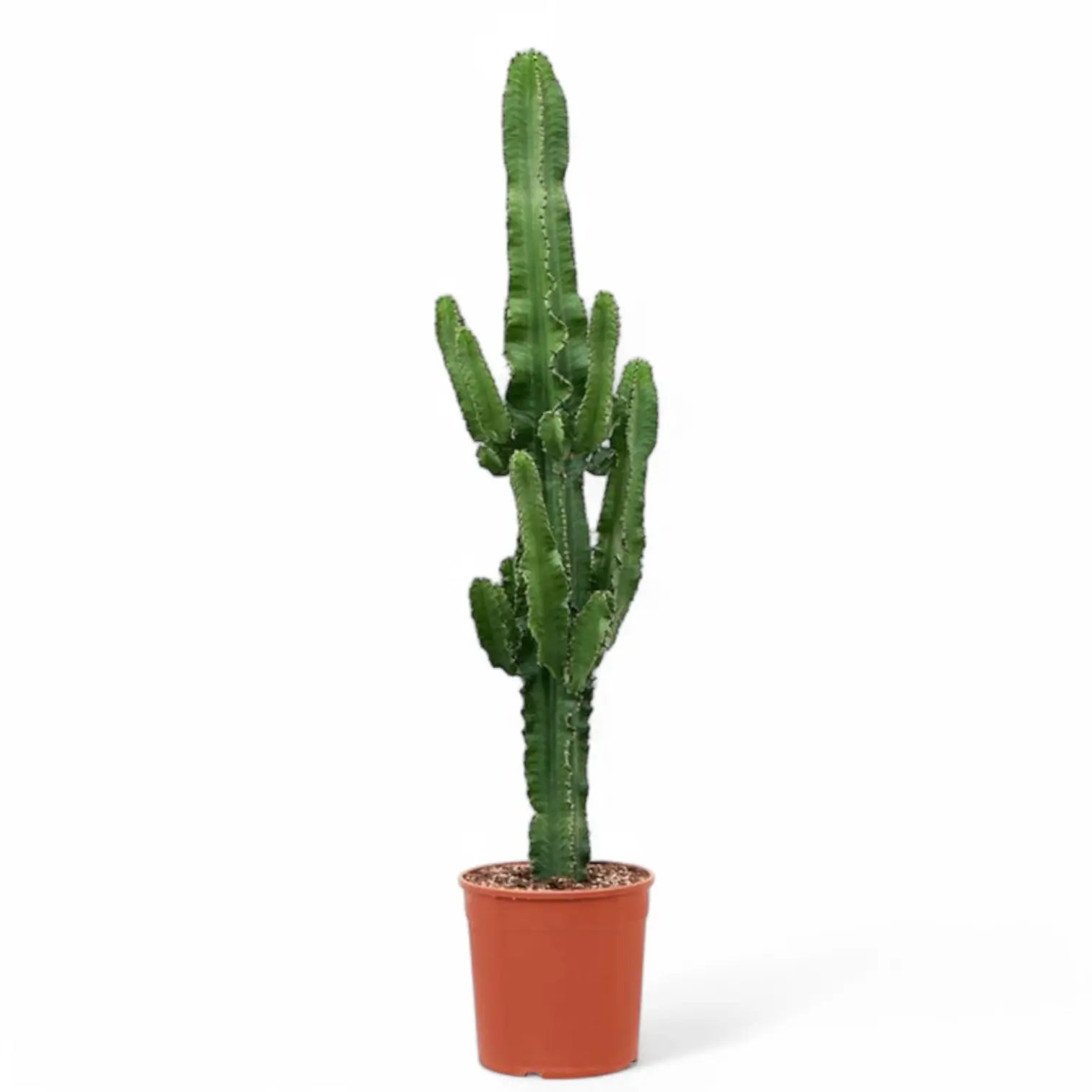 Euphorbia abyssinica var. erythraeae potted plant in nursery pot on white background.