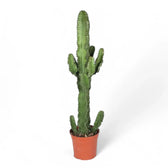 Euphorbia abyssinica var. erythraeae potted plant in nursery pot on white background.