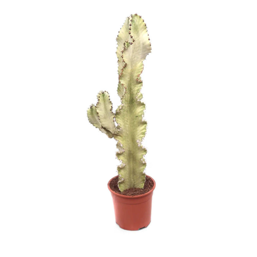 Euphorbia abyssinica var. erythraeae variegata potted plant in nursery pot on white background.