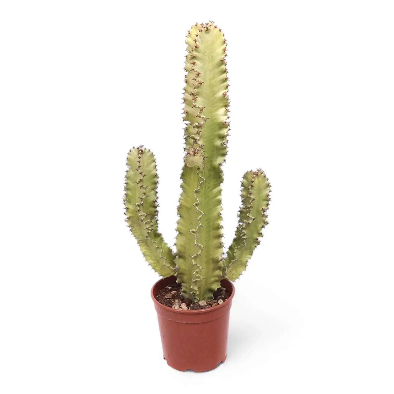 Euphorbia abyssinica var. erythraeae variegata potted plant in nursery pot on white background.