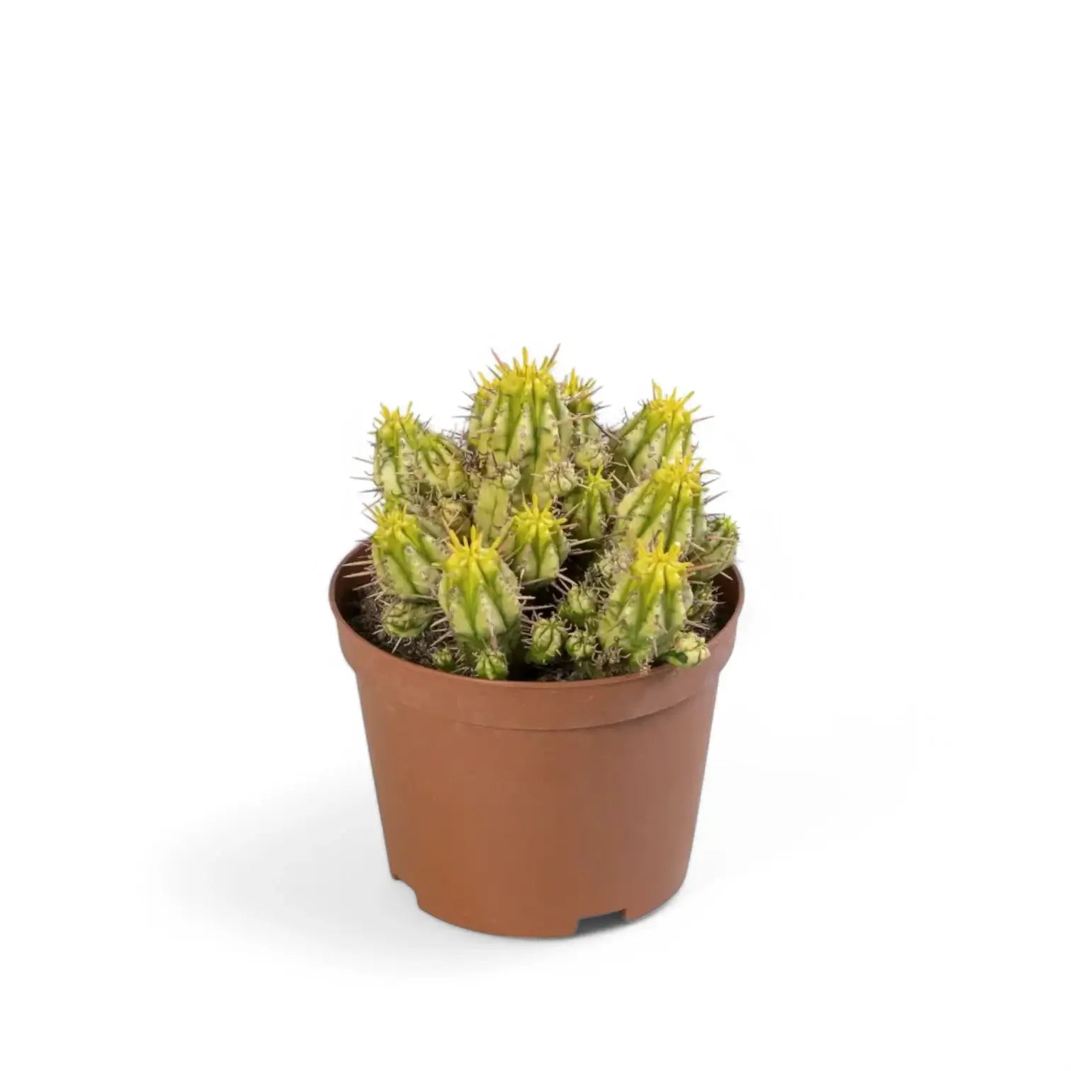Euphorbia aggregata variegata Zimmerpflanze im Anzuchttopf vor weißem Hintergrund, Produktfoto 2.