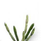 Euphorbia alluaudii close-up of leaf on white background.