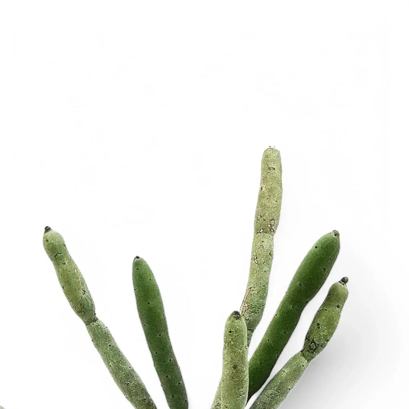 Euphorbia alluaudii close-up of leaf on white background.