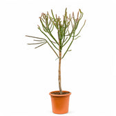 Euphorbia alluaudii potted plant in nursery pot on white background.