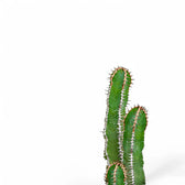 Euphorbia avasmontana close-up of leaf on white background.
