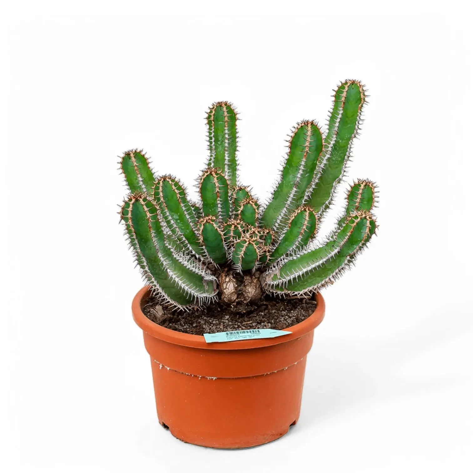 Euphorbia avasmontana potted plant in nursery pot on white background.