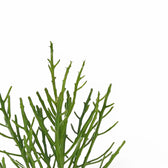Euphorbia fiherenensis leaf detail on white background.