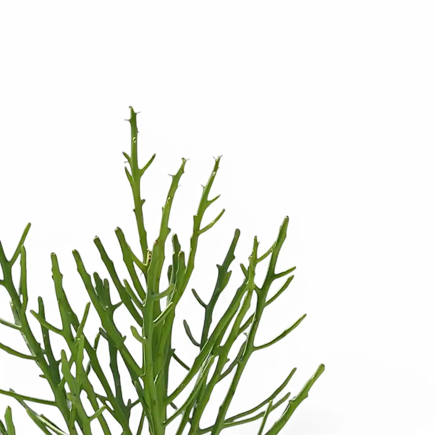 Euphorbia fiherenensis leaf detail on white background.