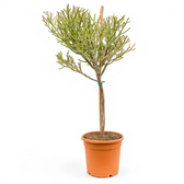 Euphorbia fiherenensis potted plant in nursery pot on white background.